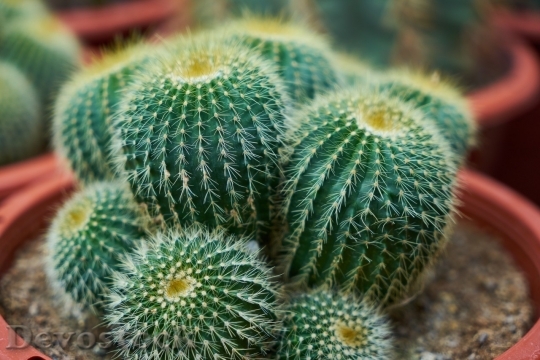 Devostock Cactus beautiful  (257)