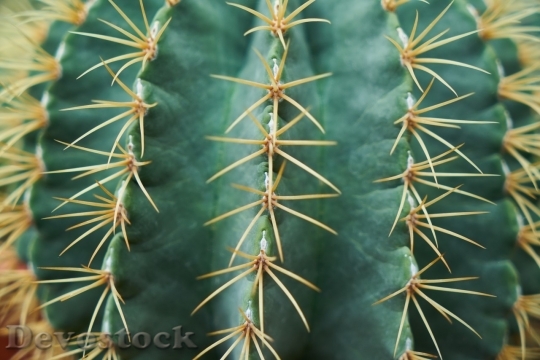 Devostock Cactus beautiful  (258)