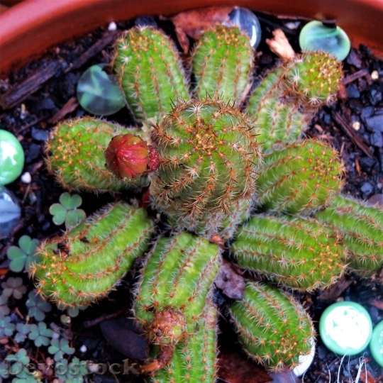 Devostock Cactus beautiful  (260)