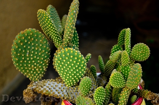 Devostock Cactus beautiful  (261)