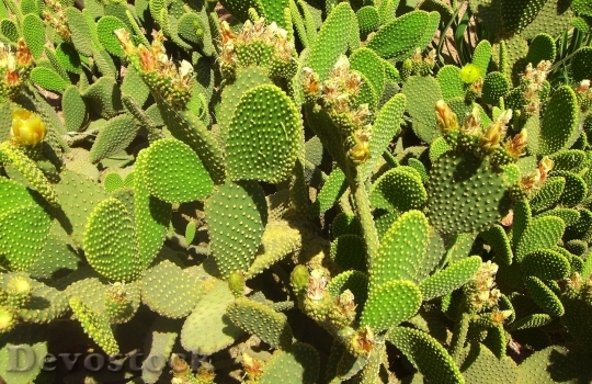 Devostock Cactus beautiful  (262)