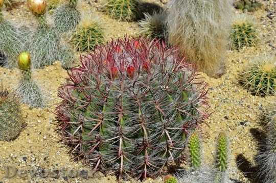 Devostock Cactus beautiful  (263)