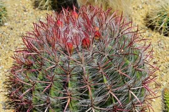 Devostock Cactus beautiful  (264)