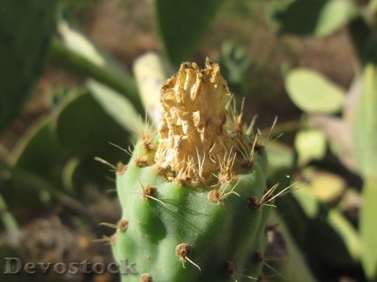 Devostock Cactus beautiful  (267)