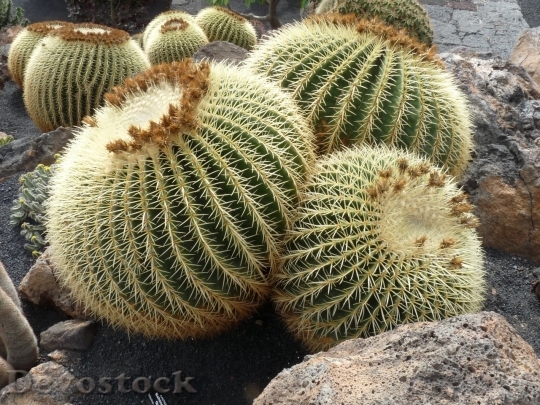 Devostock Cactus beautiful  (27)