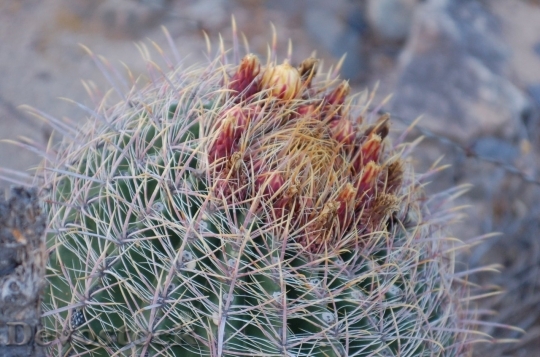 Devostock Cactus beautiful  (271)