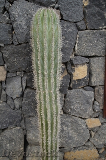 Devostock Cactus beautiful  (278)