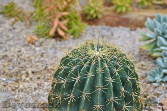 Devostock Cactus beautiful  (279)