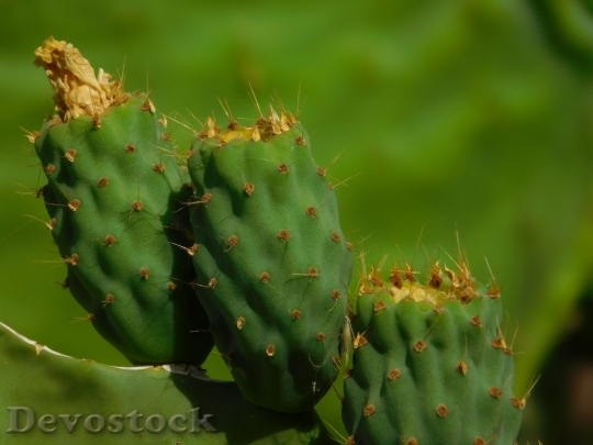 Devostock Cactus beautiful  (285)