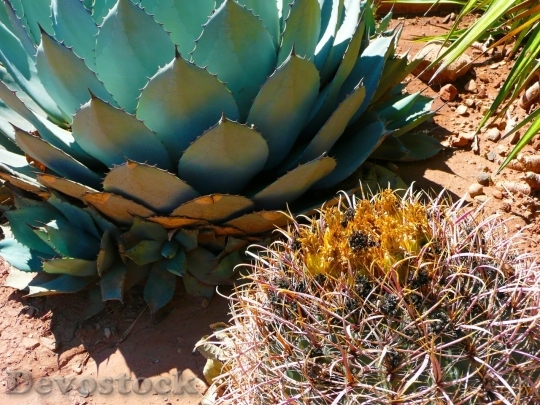Devostock Cactus beautiful  (288)