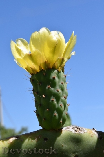 Devostock Cactus beautiful  (289)