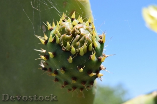 Devostock Cactus beautiful  (290)
