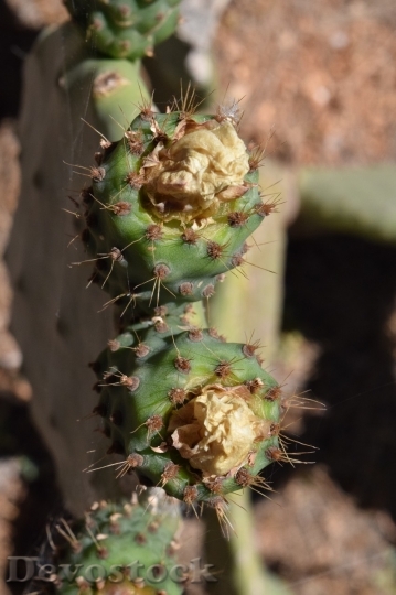 Devostock Cactus beautiful  (291)