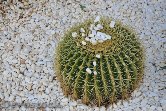 Devostock Cactus beautiful  (292)