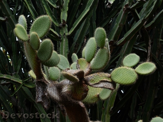 Devostock Cactus beautiful  (293)