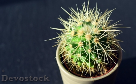 Devostock Cactus beautiful  (296)