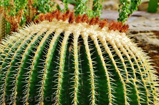 Devostock Cactus beautiful  (297)