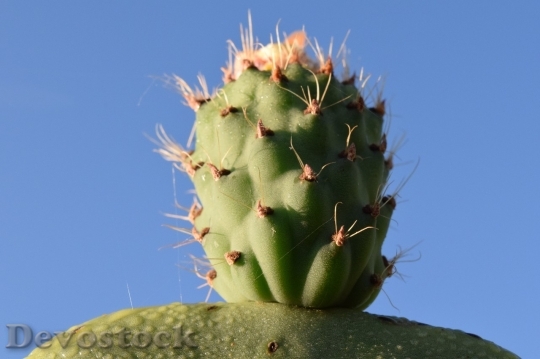 Devostock Cactus beautiful  (298)