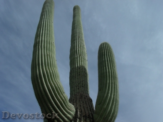 Devostock Cactus beautiful  (3)