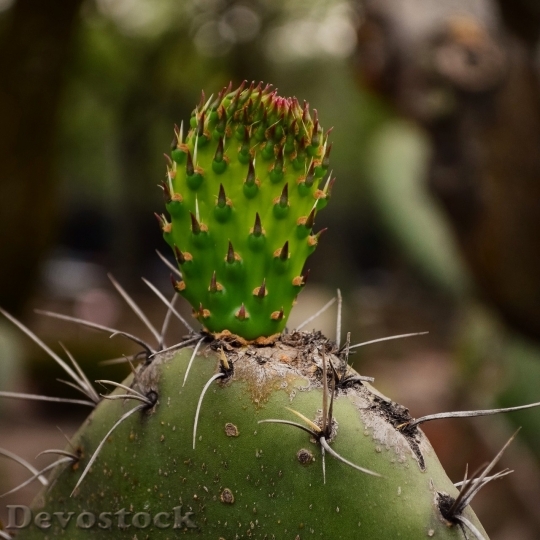 Devostock Cactus beautiful  (300)