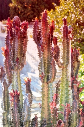 Devostock Cactus beautiful  (305)