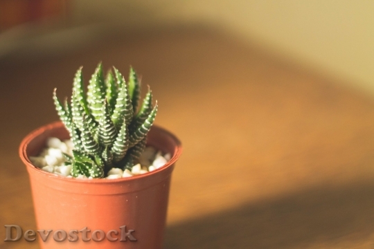 Devostock Cactus beautiful  (306)