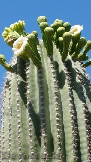 Devostock Cactus beautiful  (315)
