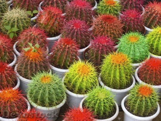 Devostock Cactus beautiful  (317)