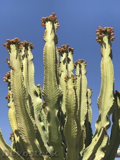 Devostock Cactus beautiful  (319)