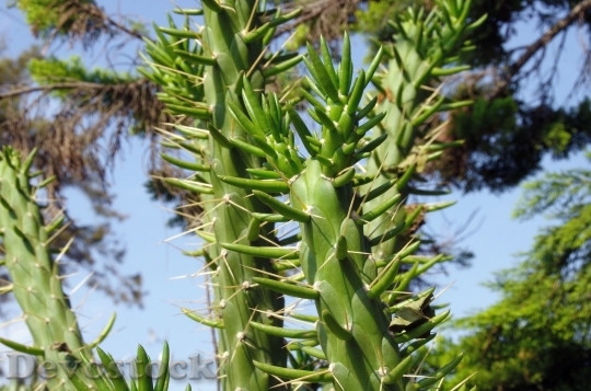 Devostock Cactus beautiful  (32)