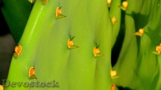 Devostock Cactus beautiful  (322)