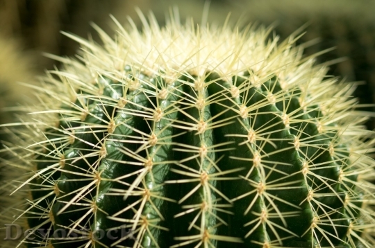 Devostock Cactus beautiful  (324)
