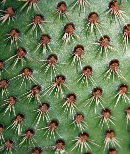 Devostock Cactus beautiful  (328)