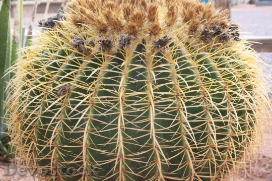 Devostock Cactus beautiful  (329)