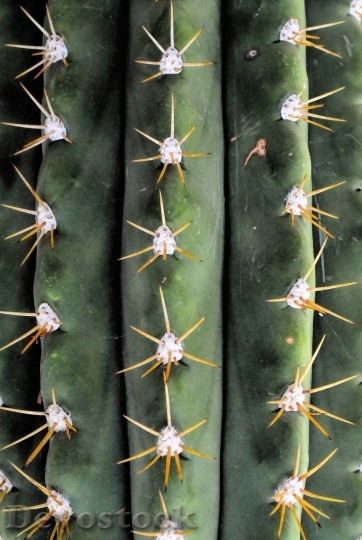 Devostock Cactus beautiful  (33)