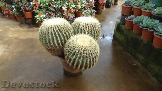 Devostock Cactus beautiful  (330)