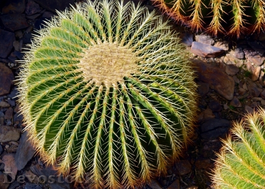 Devostock Cactus beautiful  (331)