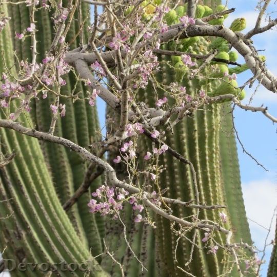 Devostock Cactus beautiful  (332)