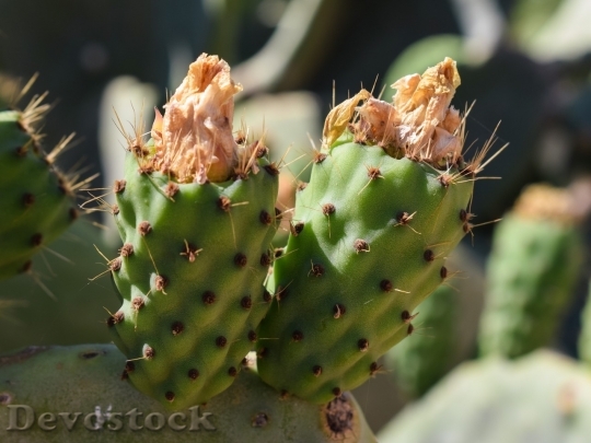 Devostock Cactus beautiful  (333)