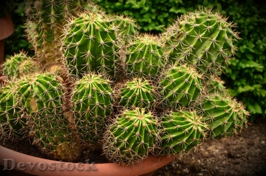 Devostock Cactus beautiful  (334)