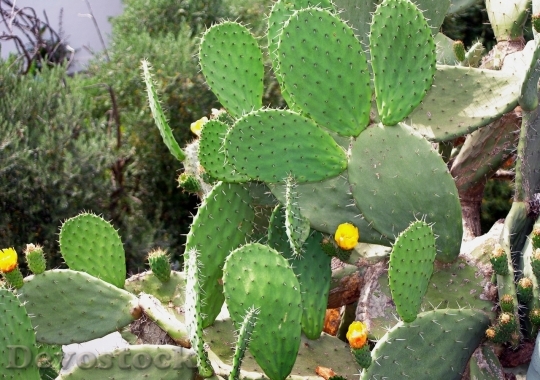 Devostock Cactus beautiful  (335)
