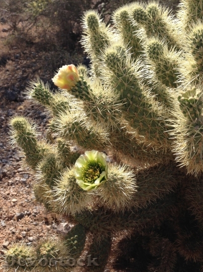 Devostock Cactus beautiful  (337)
