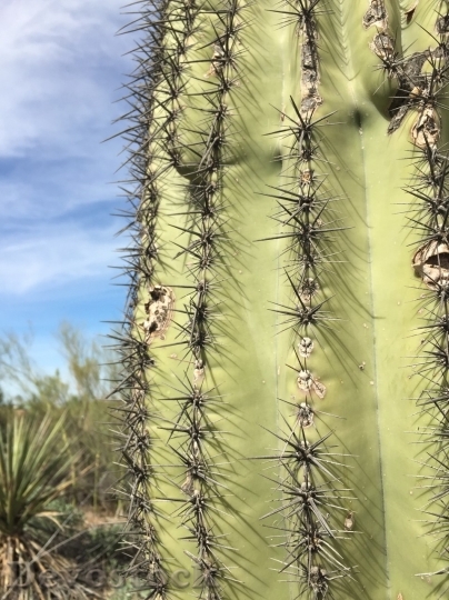 Devostock Cactus beautiful  (338)