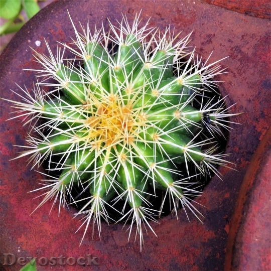 Devostock Cactus beautiful  (339)