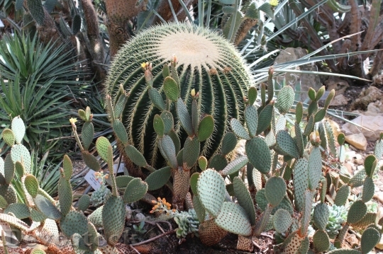 Devostock Cactus beautiful  (340)