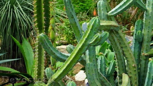Devostock Cactus beautiful  (341)