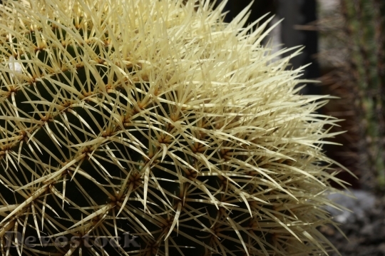 Devostock Cactus beautiful  (344)