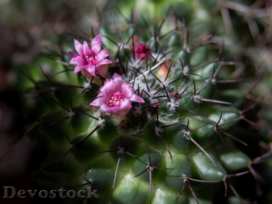 Devostock Cactus beautiful  (345)