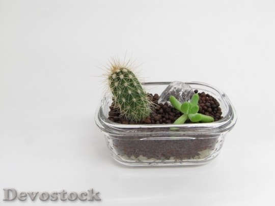 Devostock Cactus beautiful  (347)