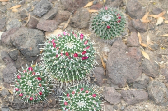 Devostock Cactus beautiful  (349)